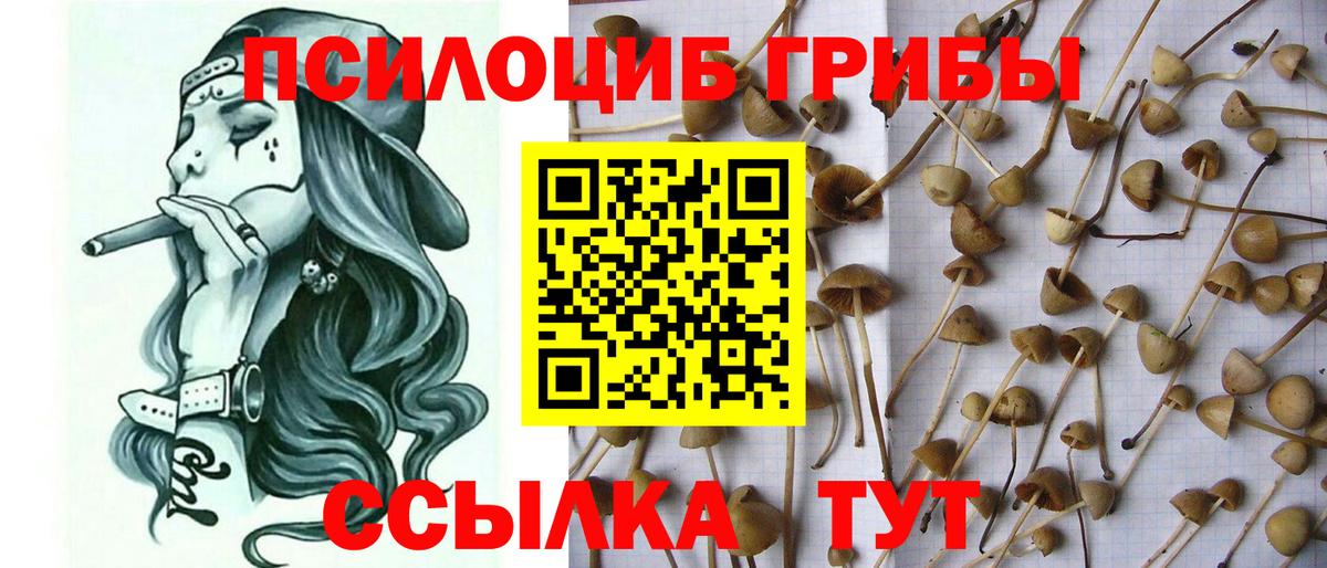 Псилоцибиновые грибы Cubensis Спасск-Дальний